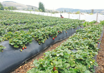 Producción